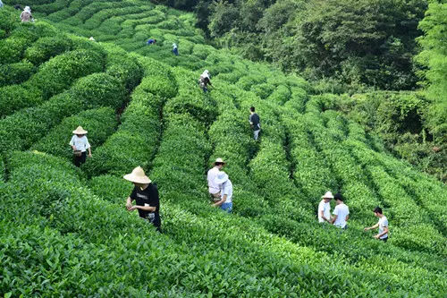 茶叶的种类_美食天下