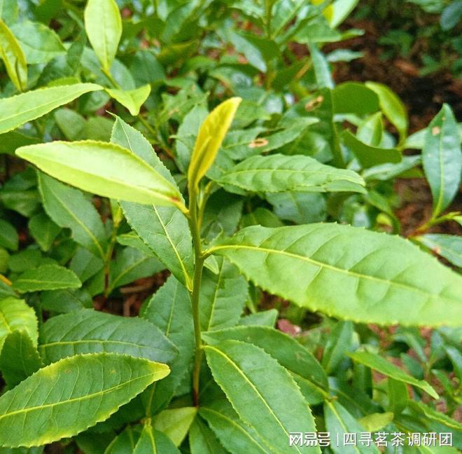 苏北狼山南通茗茶——四寻茗茶走进江苏南通探寻军山茶独特魅力(图2)