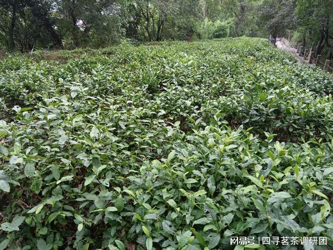 苏北狼山南通茗茶——四寻茗茶走进江苏南通探寻军山茶独特魅力(图3)