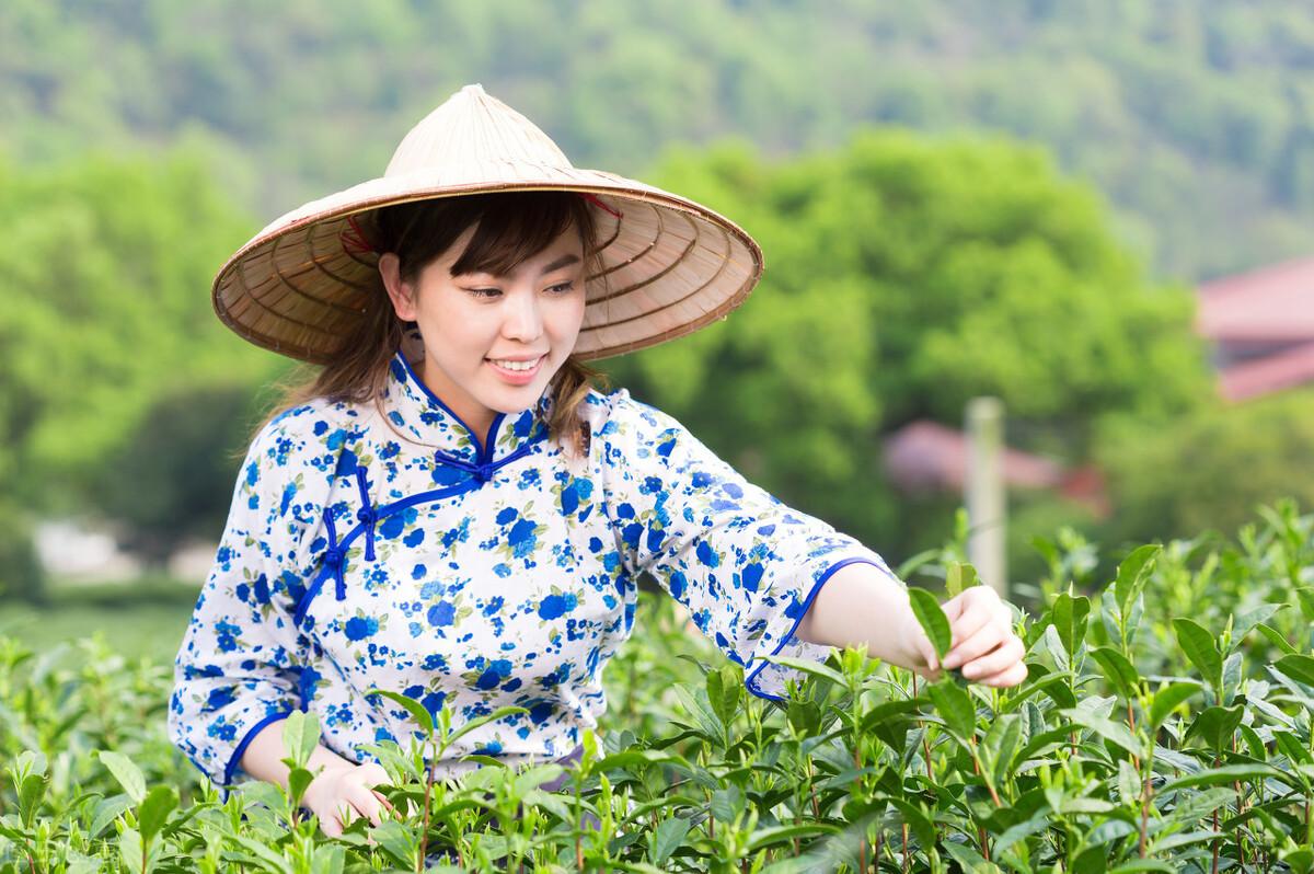 E星体育官网茗茶是什么意思（茗与茶两者E星体育有什么区别）(图2)