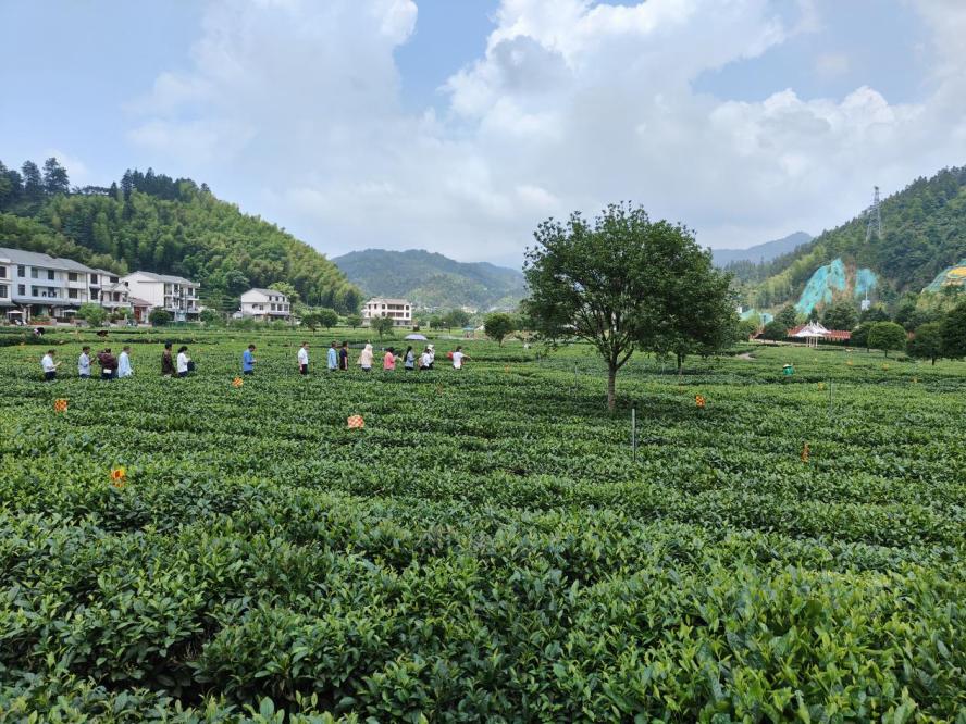 品茗知韵茶味人生