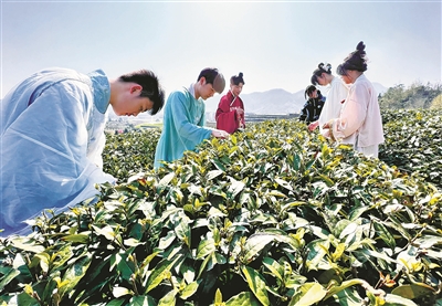 厦门持续开展茶叶过度包装治理