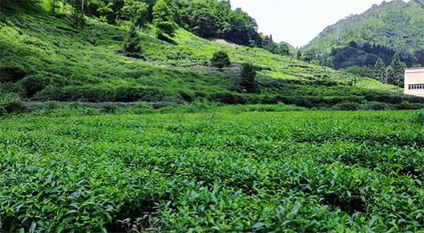 最新十大中国名茶你喝过几个？