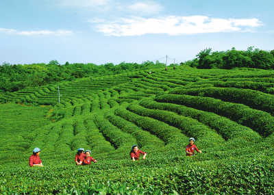 绿茶白茶黄茶红茶E星体育官网乌龙茶黑茶……傻傻分不清？一文了解→E星体育官方网站