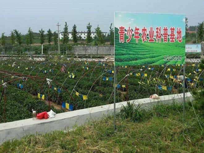 E星体育官网泉城茗茶长清常青——四寻茗茶山东济南调研茶叶资源(图2)