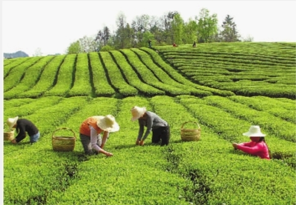 生态模式种植亩增优质茶超5%青岛成功创建5家市级生态茶园