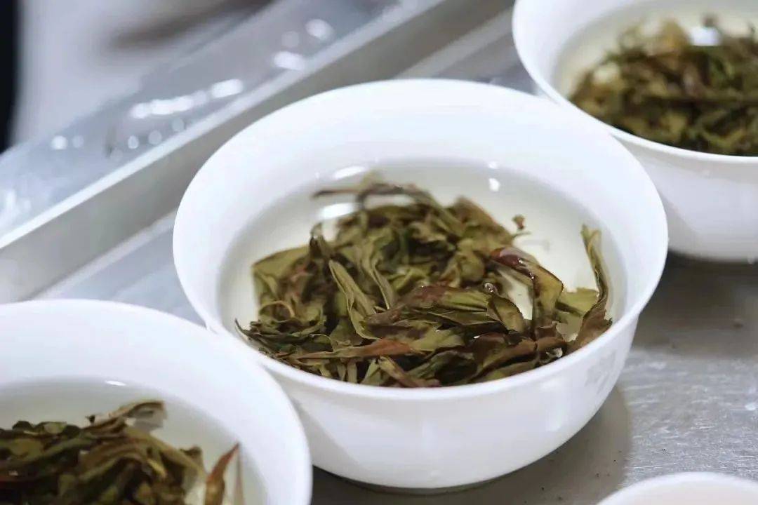 茶叶灵魂的起点茶人必知的茶树知识(图4)