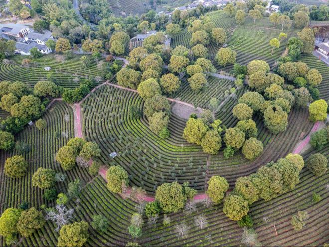 茶叶比产能过剩更可怕的是：价格虚高老百姓根本喝不起(图2)