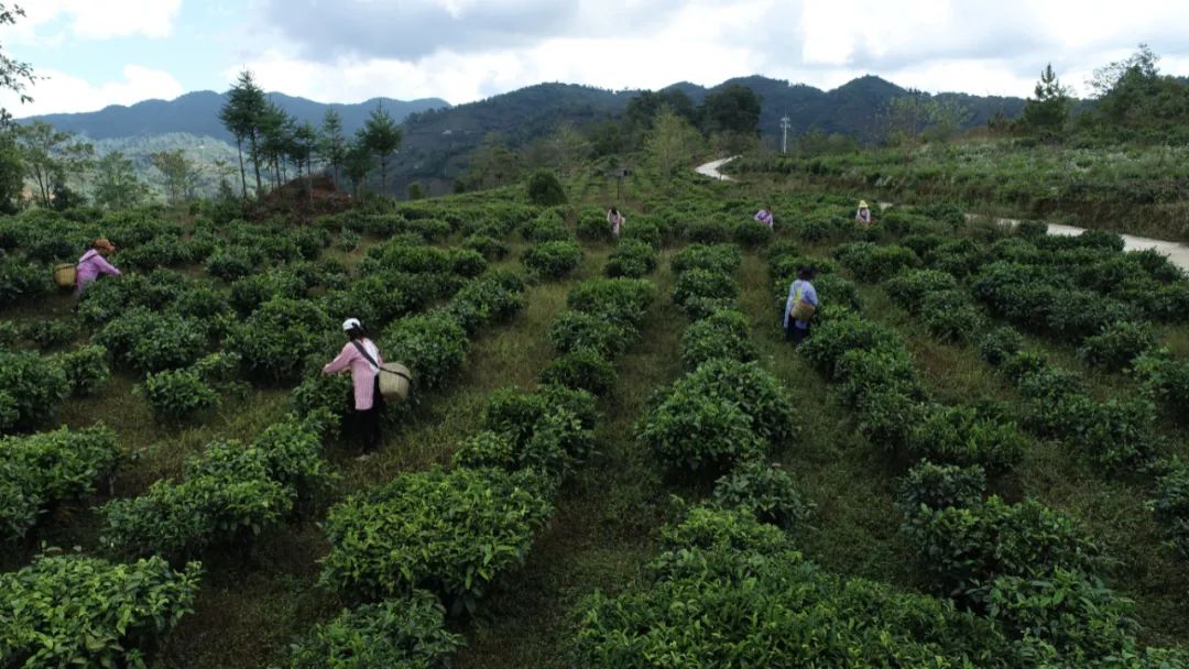 周末“七杯茶”1984年的广州标签反噬的道德陷阱、警惕“草莓族”……