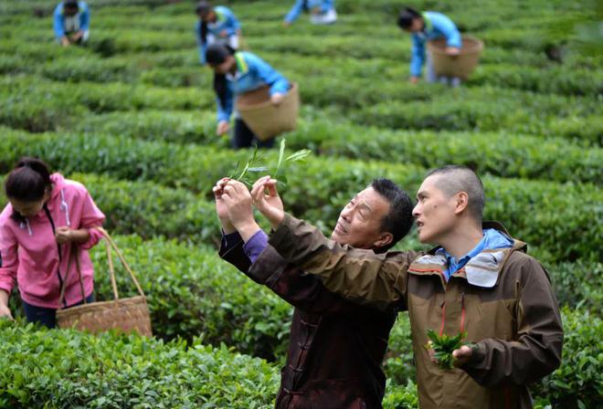 向世E星体育官方网站界敬一杯“武夷茶”汉学家赞称茶是中华文明的圣物(图5)