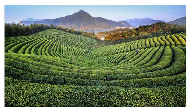 源起蒙顶千秋颂茶和天下万里同