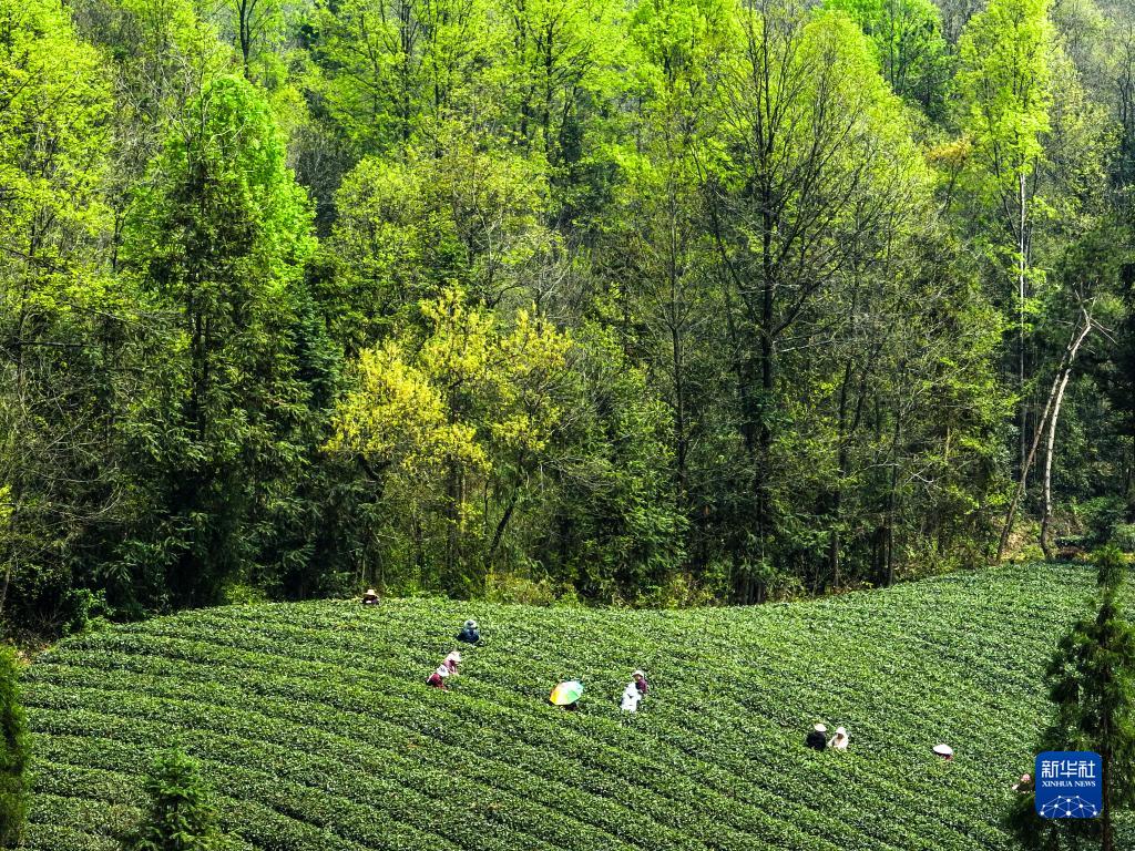 乡村行·看振兴）与春争“鲜”茶茶叶主产区江西抢抓春茶农时