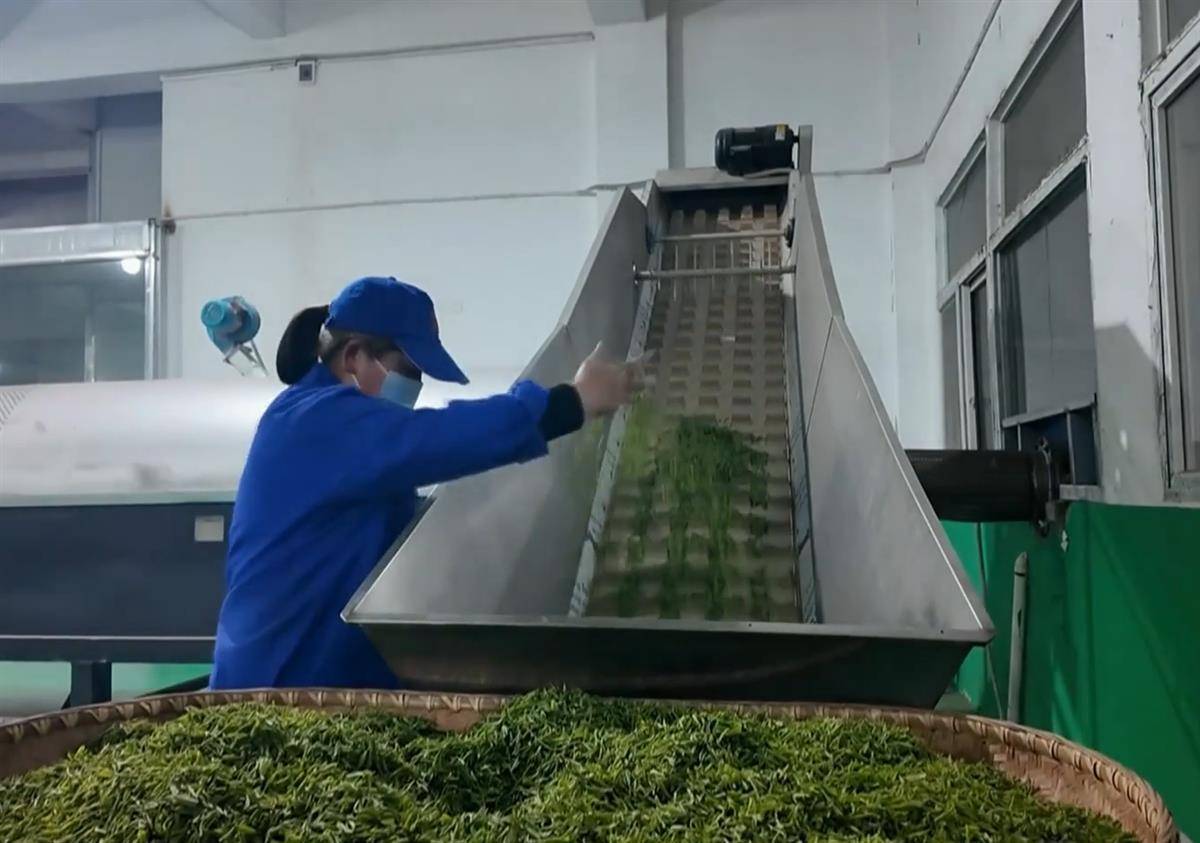 好茶不怕晚 质优价更高 大悟30万亩茶园陆续开采(图1)