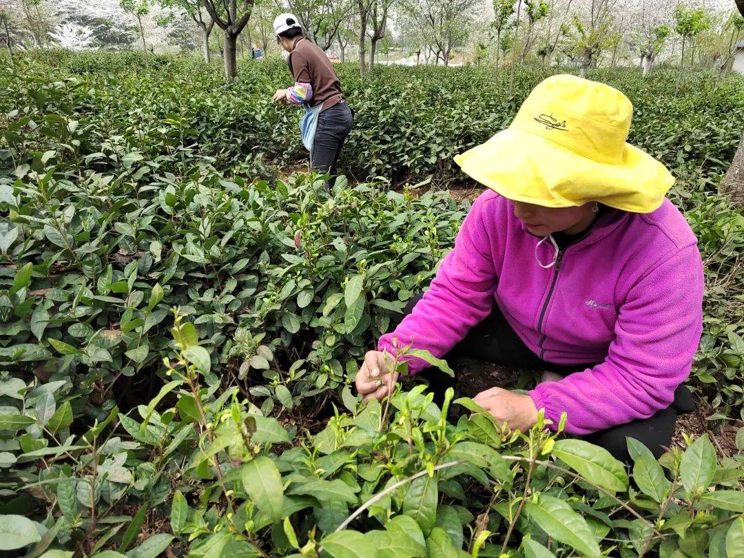 两家茶企的“加E星体育官方网站减法”(图2)