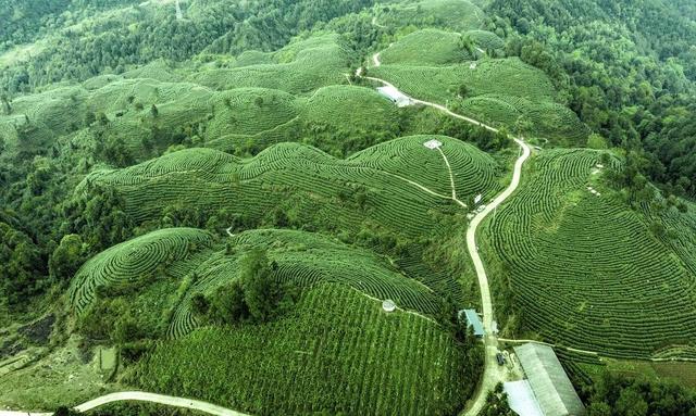 “寿宁乌茶”开茶节举行E星体育官方网站