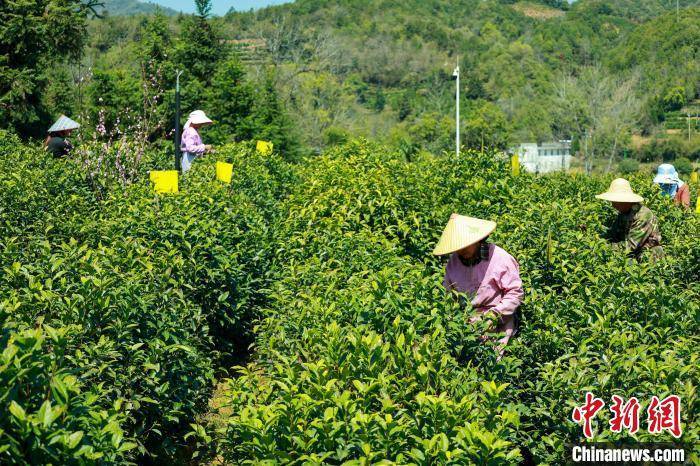 安徽祁E星体育门红E星体育官网茶开园采摘(图4)