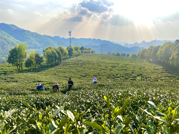 一季度3085吨茶叶“漂洋过海”