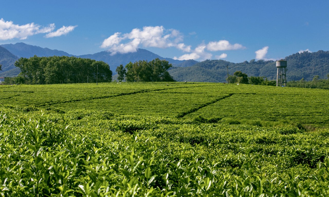 天价茶叶又来了！泛茶危机金融茶需谨慎