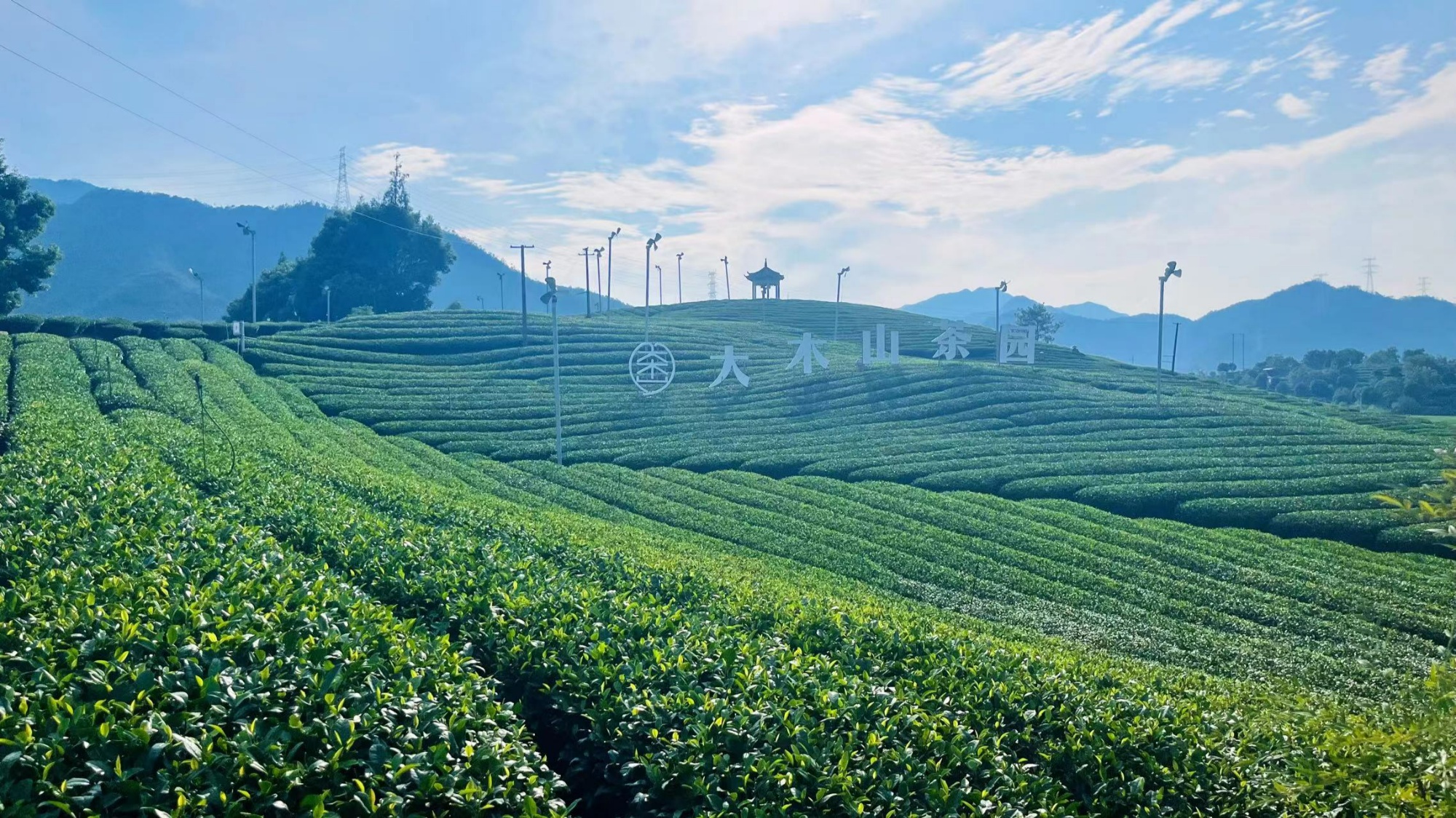 一缕茶香引领致富路