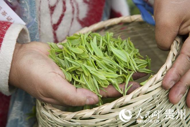 贵阳贵安：一抹春茶绿 一方产业兴(图3)