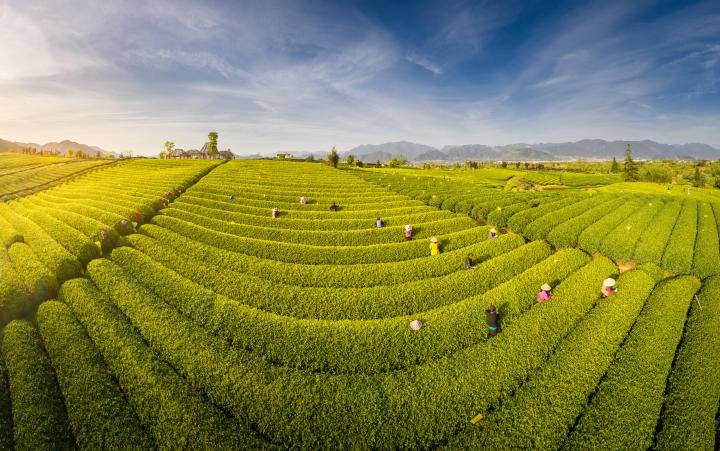 时评茶旅融合让“春日经济”更沸腾