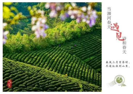 茶叶“炒上天”：一饼可以买一辆宝马一提可以在广州买一套房？