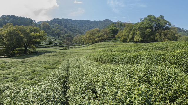 万千气象看云南｜茶知识：原来专家是这样品鉴茶叶的！_新华网