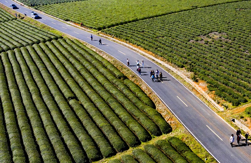 江西：茶叶变茶“业”富了村民美了生态(图2)