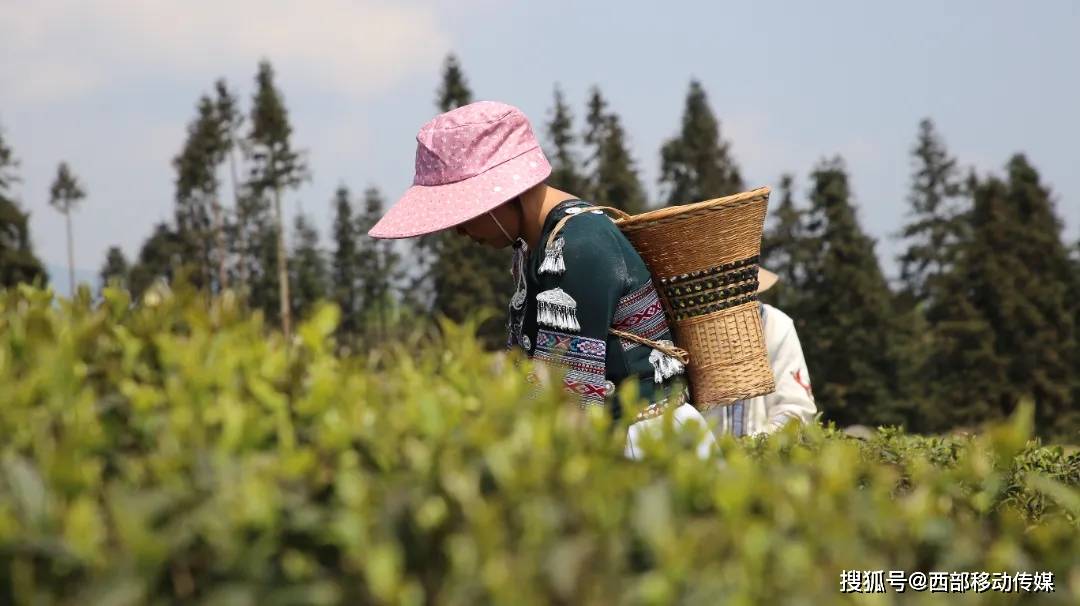 盐津：春暖茶飘香 茶农采茶忙(图5)