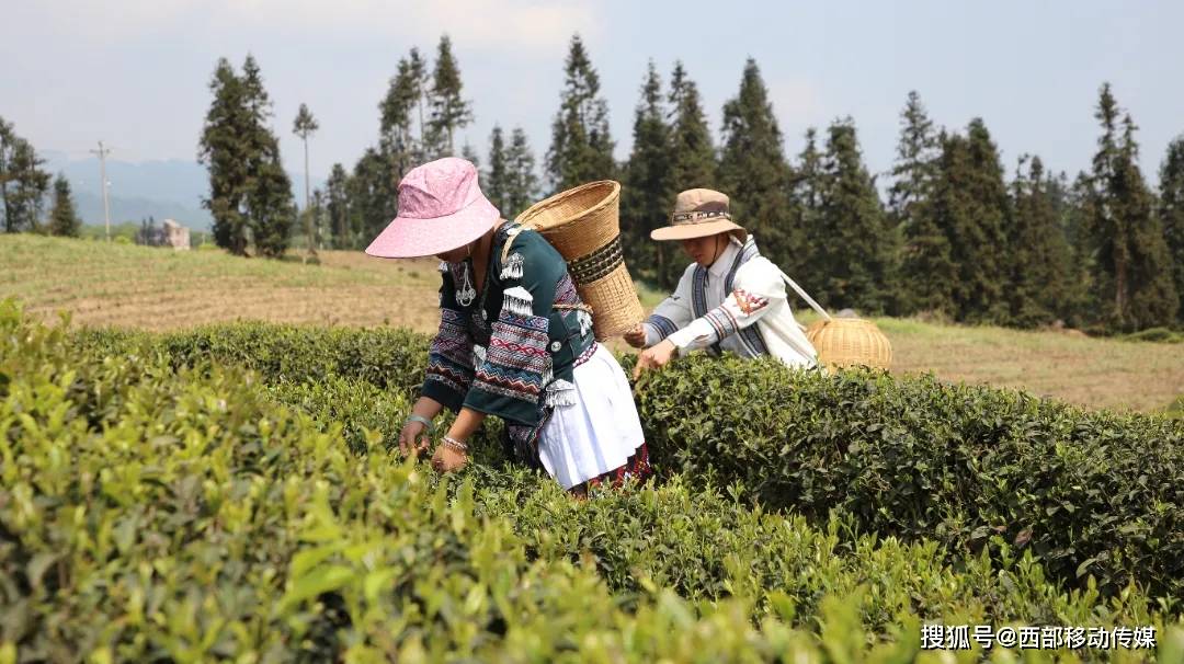 盐津：春暖茶飘香 茶农采茶忙(图4)