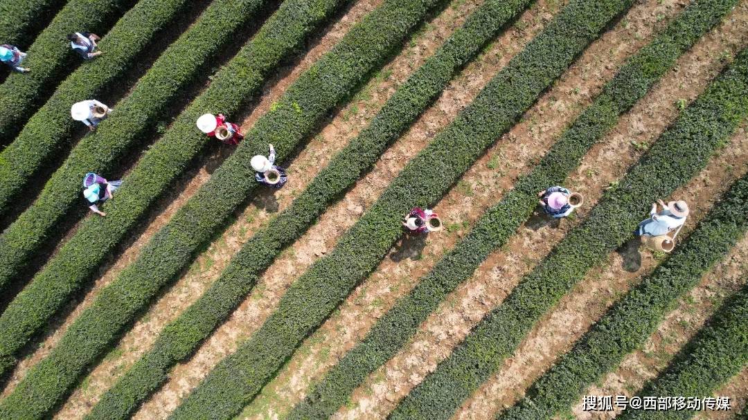 盐津：春暖茶飘香 茶农采茶忙(图8)