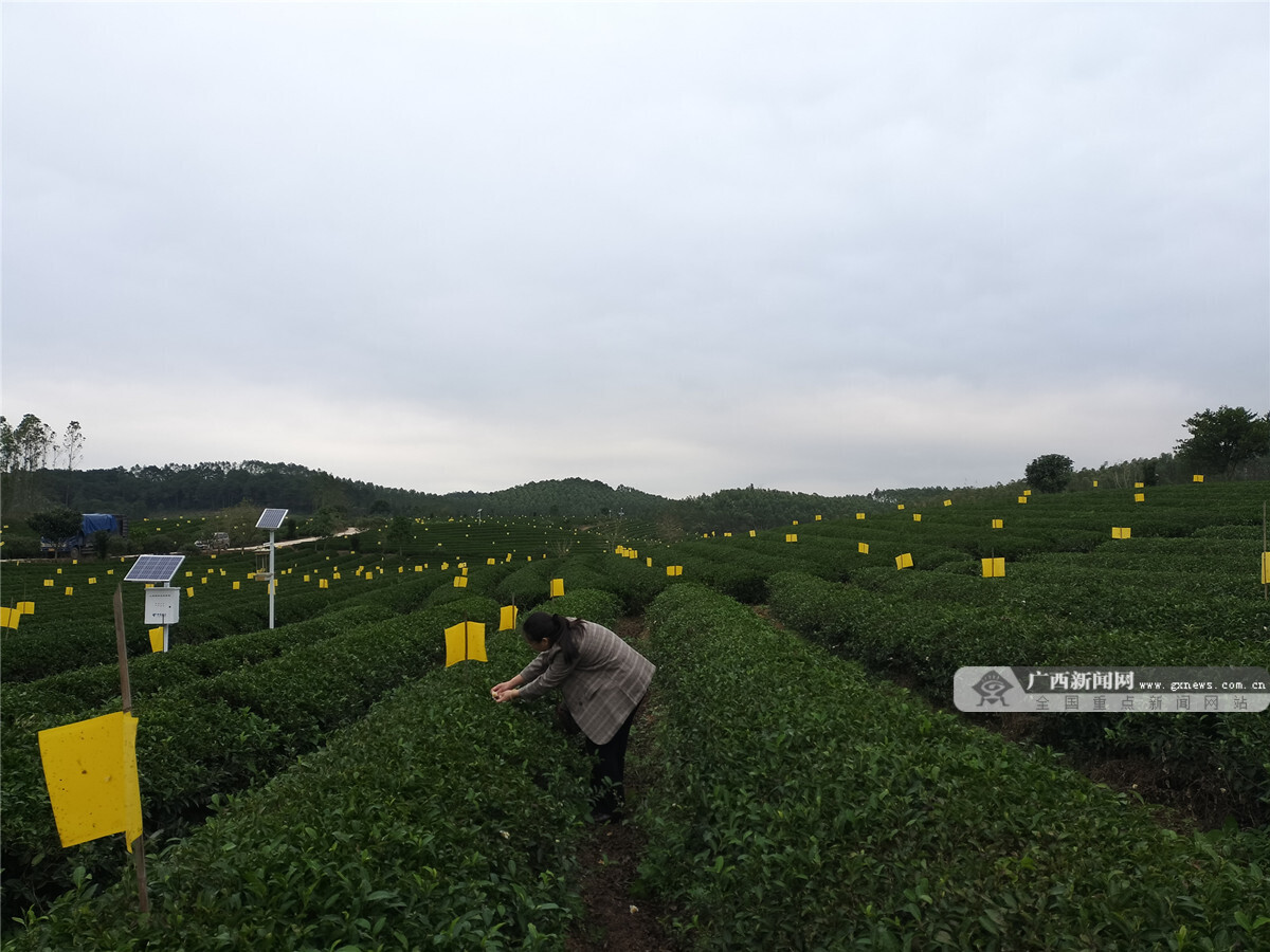 新中式茶饮带动茶叶消费升级