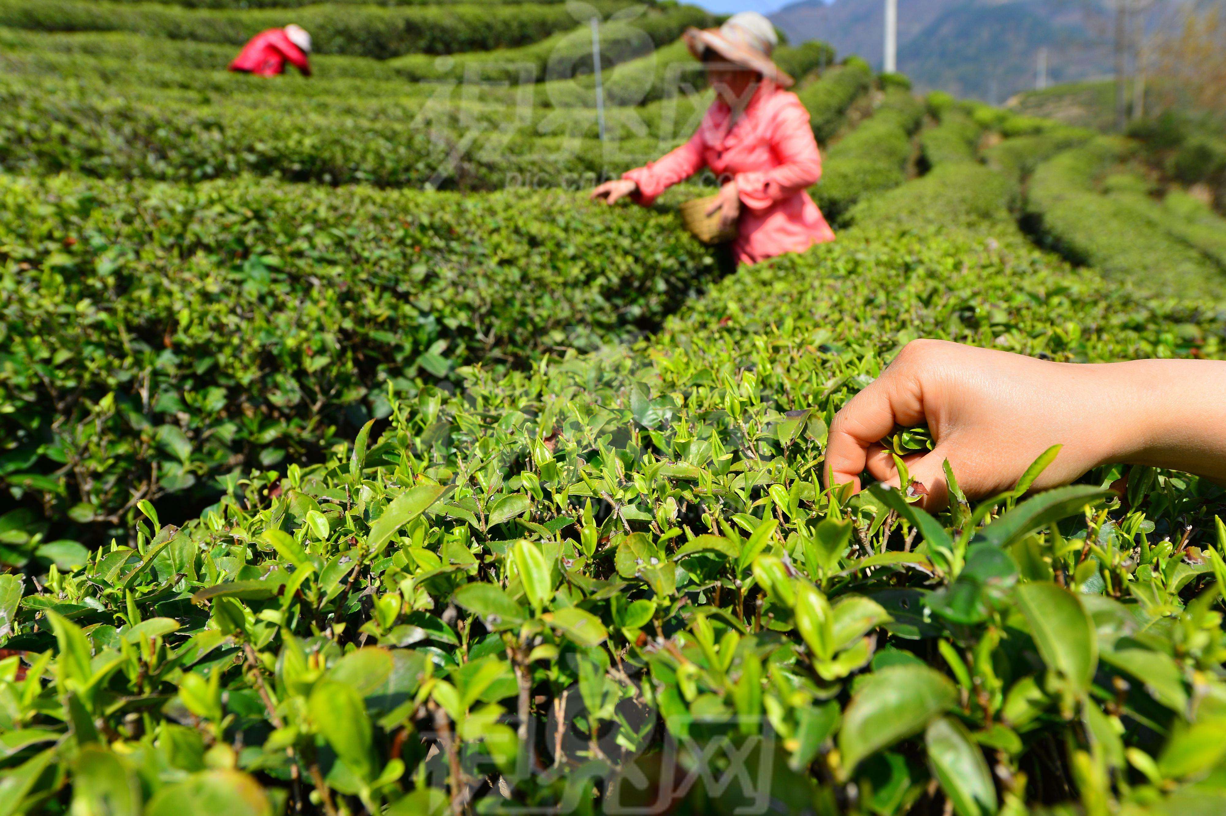 青岛崂山农业农村局严把茶叶质量关