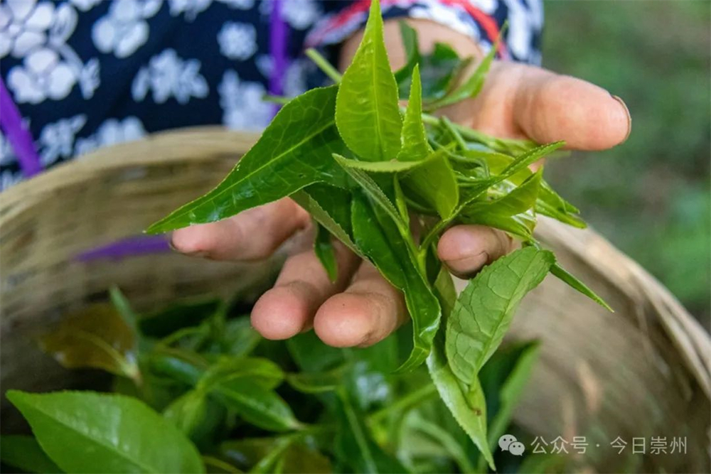 久等了崇E星体育官方网站州枇杷茶飘香上新(图2)