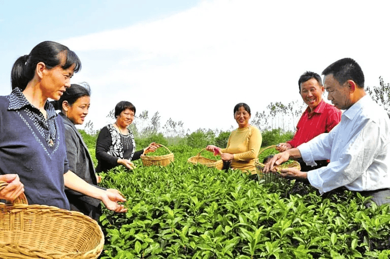 E星体育官网E星体育官方网站“光州”茶_信阳_茶叶_加工(图3)