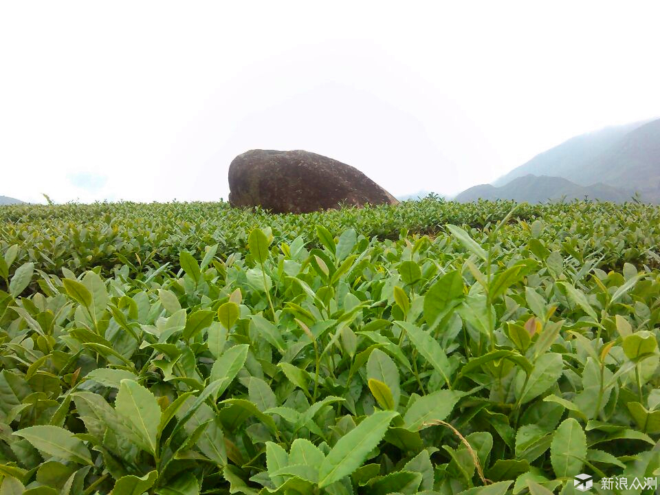 了解茶叶读这一篇就够了：茶叶分类及十大名茶(图40)