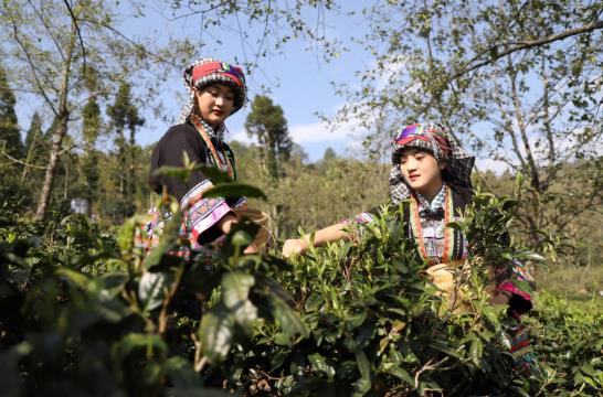 E星体育官方网站E星体育官网各地春茶上市观察：小叶子大产业茶文章处处芳(图6)