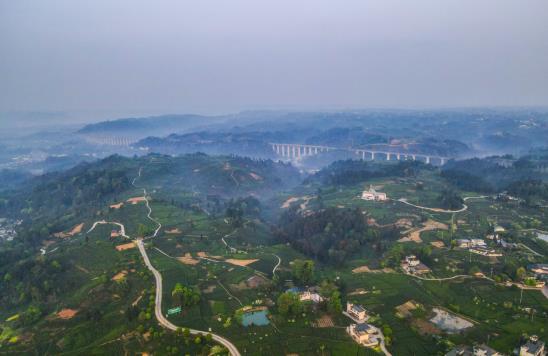 E星体育官方网站E星体育官网各地春茶上市观察：小叶子大产业茶文章处处芳(图11)