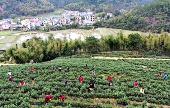 E星体育官方网站E星体育官网各地春茶上市观察：小叶子大产业茶文章处处芳(图10)