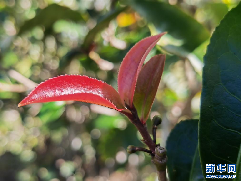 云南省民族茶文化研究会启动“智惠云岭”茶山行_新华网(图2)