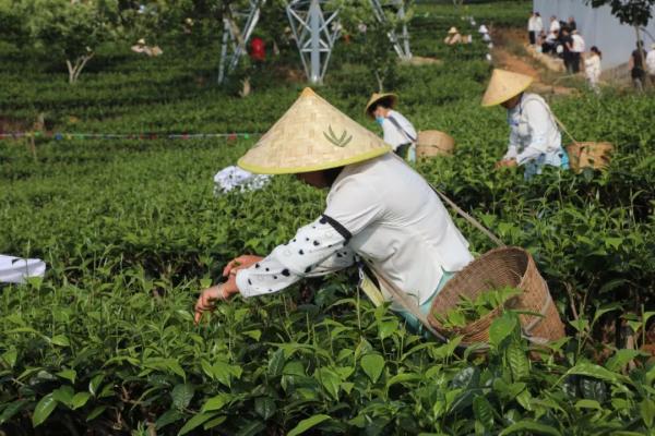 普洱景谷镇举行茶叶文化节“茶山欢歌·百人采茶”比赛_新华网(图3)