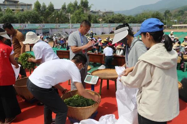 普洱景谷镇举行茶叶文化节“茶山欢歌·百人采茶”比赛_新华网(图5)