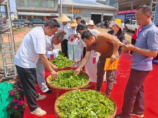 普洱景谷镇举行茶叶文化节“茶山欢歌·百人采茶”比赛_新华网(图7)