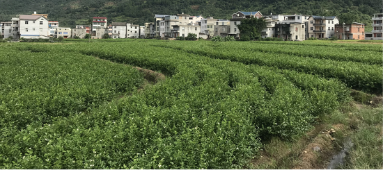 绿茗茶业：祖上是“福州茉莉花茶大王”(图3)