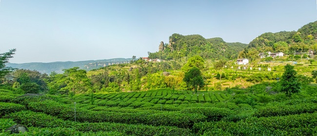 遏制茶叶过度包装现象（大家谈）