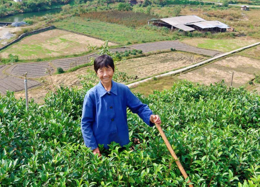 数字科技 茶界黑马横空出世——婺源“黎乾升”老茶号的当代复兴(图5)